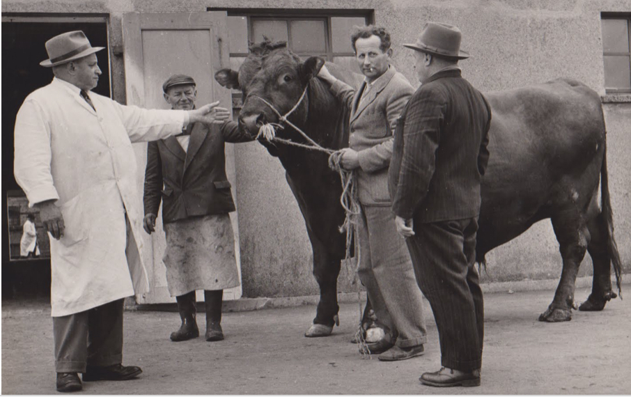 Min Fars liv som Chauffør for Wilhelmsen og som Kreaturhandler